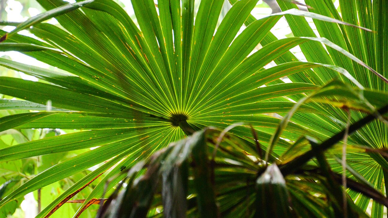 Saw Palmetto for Hair Loss Effectiveness Dosing and Side